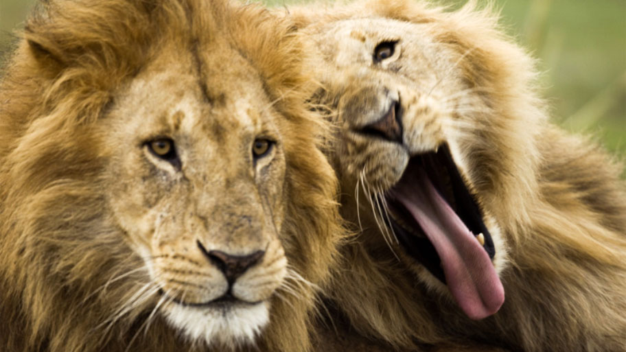 Two Adult Lions, Serengeti National Park, Serengeti, Tanzania