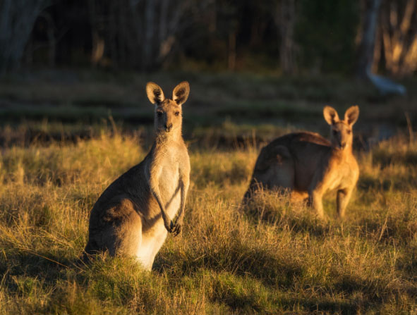 Kangaroos in grass field