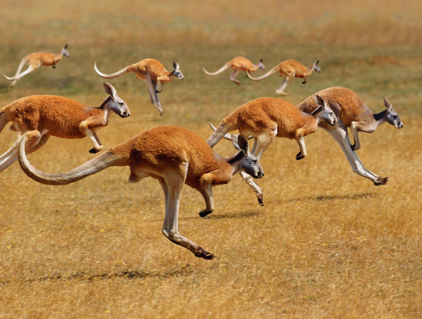 Red Kangaroo, macropus rufus, Australia, Group running