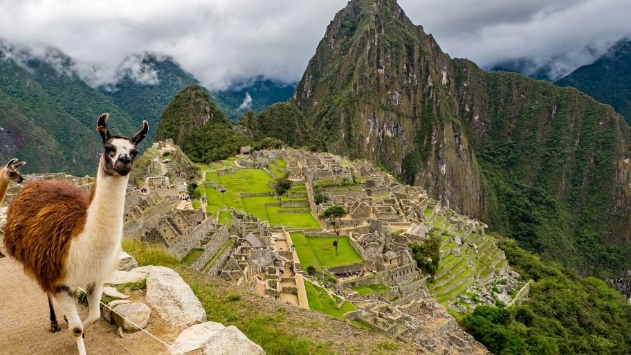 Llama in the Machu Picchu