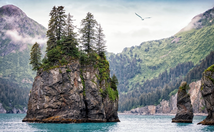 Foggy Day, Kenai Fjords National Park, Alaska, USA