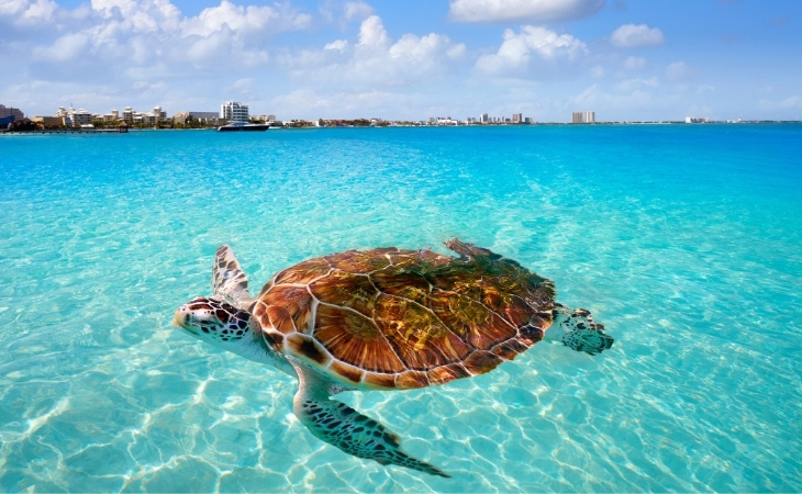 Cancun Beach Turtle