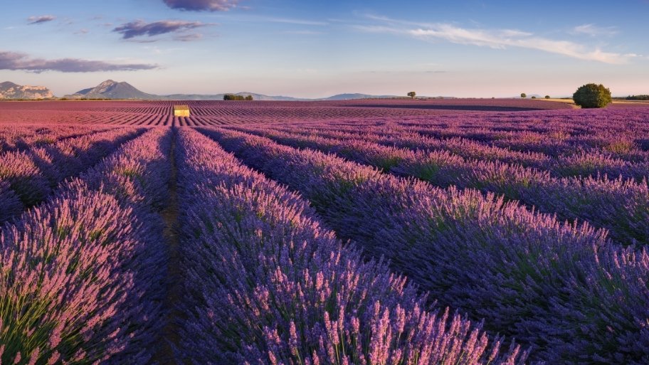 Sunset on the lavender fields in Provence